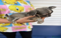 Chihuahua perros en venta: Impresionante chihuahua pelo largo - Imagen 7