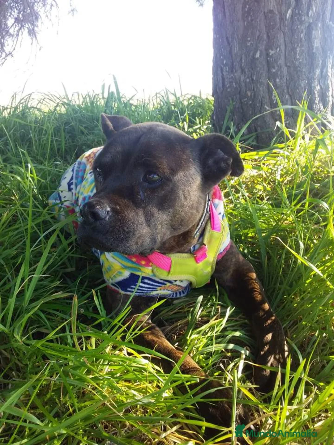 Staffordshire Bull Terrier perros en adopcion: MEGAN, MIX DE STAFFY, ADOPCIÓN en Madrid - Anuncio 5