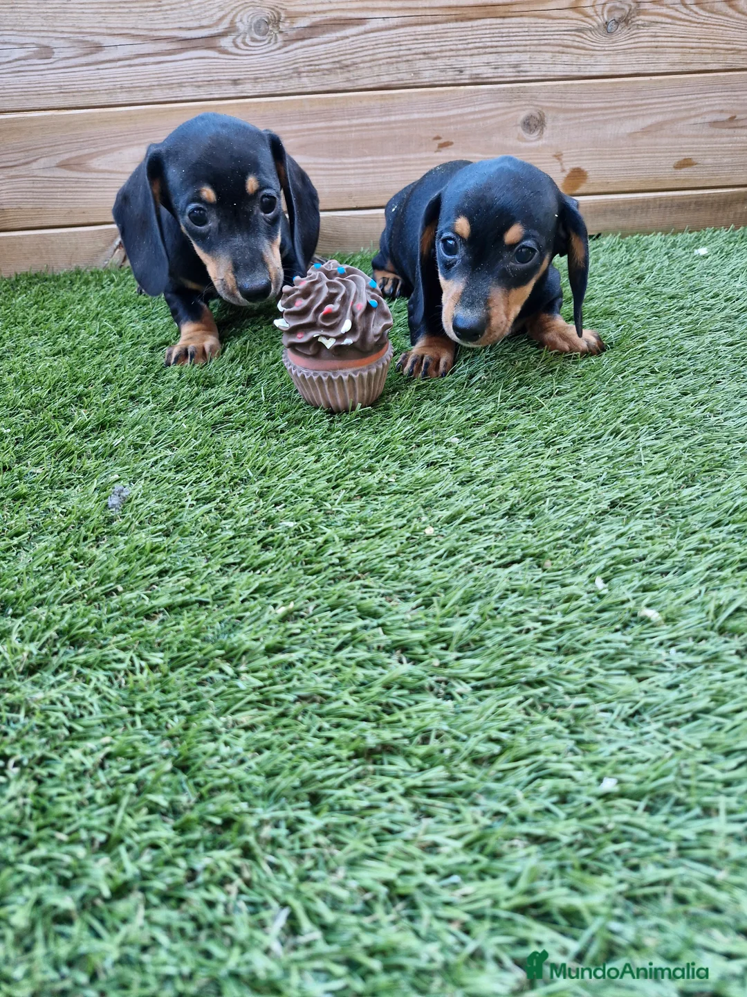 Teckel perros en venta: TECKEL  en Barcelona - Anuncio 3