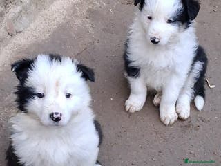 Border Collie perros Boder collie Parla - Anuncio 11