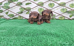Teckel Miniatura perros en venta: TECKEL MINIATURA CHOCOLATE  - Imagen 2
