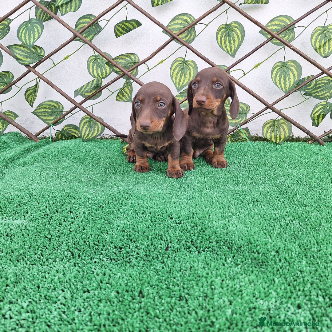 Teckel Miniatura perros en venta: TECKEL MINIATURA CHOCOLATE  - Imagen 2