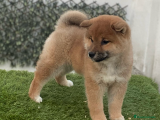 Shiba Inu perros - Anuncio 8