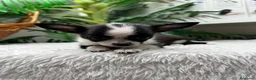 Chihuahua perros en venta: CHIHUAHUA HEMBRA 🎀 - Anuncio 3