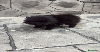 Pomerania perros - Propaganda 7