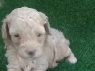 Caniche Toy perros Caniche toy apricot hembra diminuta - Anuncio 1