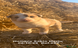 Border Collie perros en venta: BORDER COLLIE Sable Merle - Imagen 5