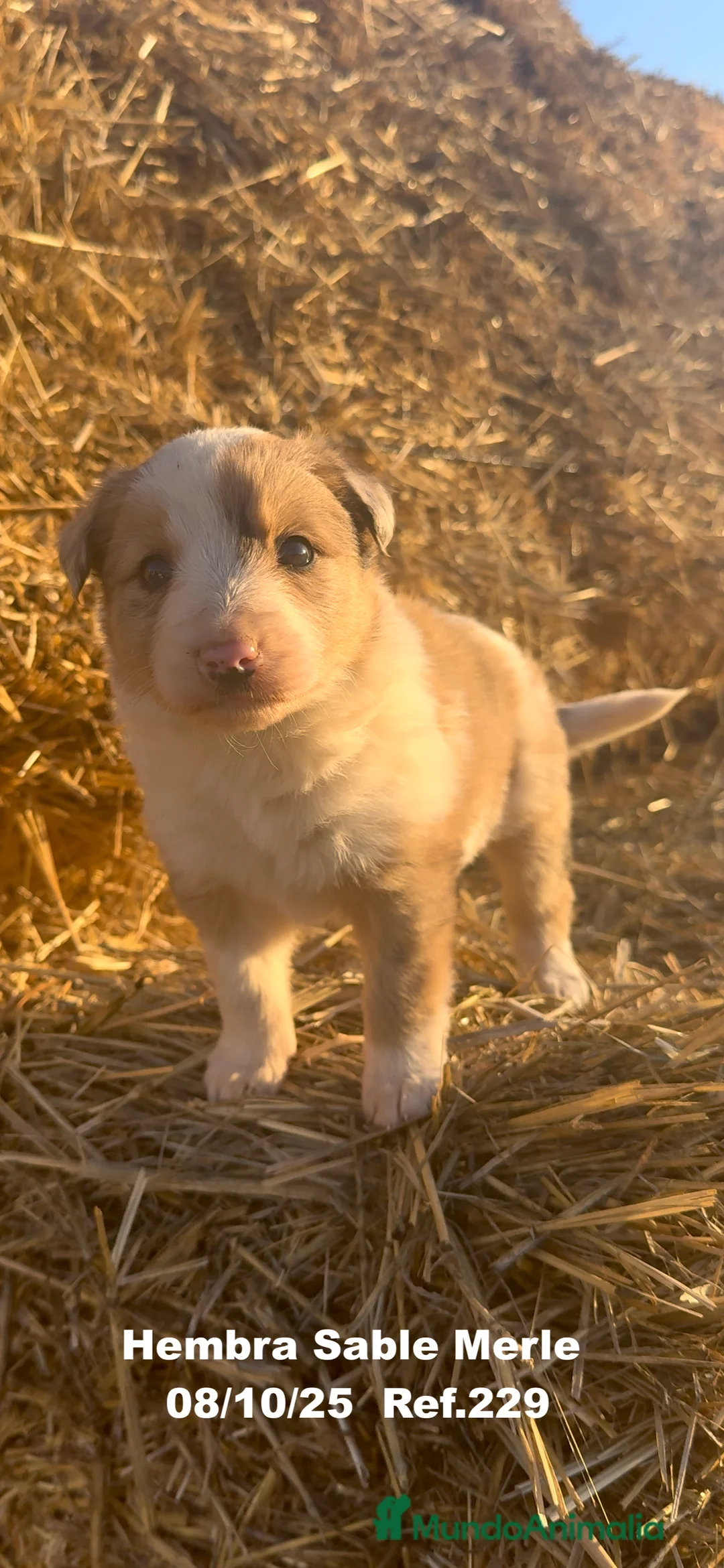 Border Collie perros en venta: BORDER COLLIE Sable Merle - Anuncio 5