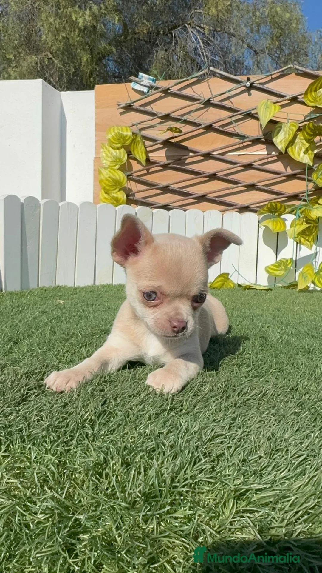 Chihuahua perros en venta: CHIHUAHUA HEMBRA - Anuncio 1