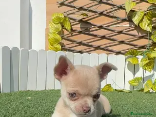 Chihuahua perros CHIHUAHUA HEMBRA - Anuncio 1