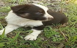 Border Collie perros en venta: Border collie chocolate hembra - Imagen 12