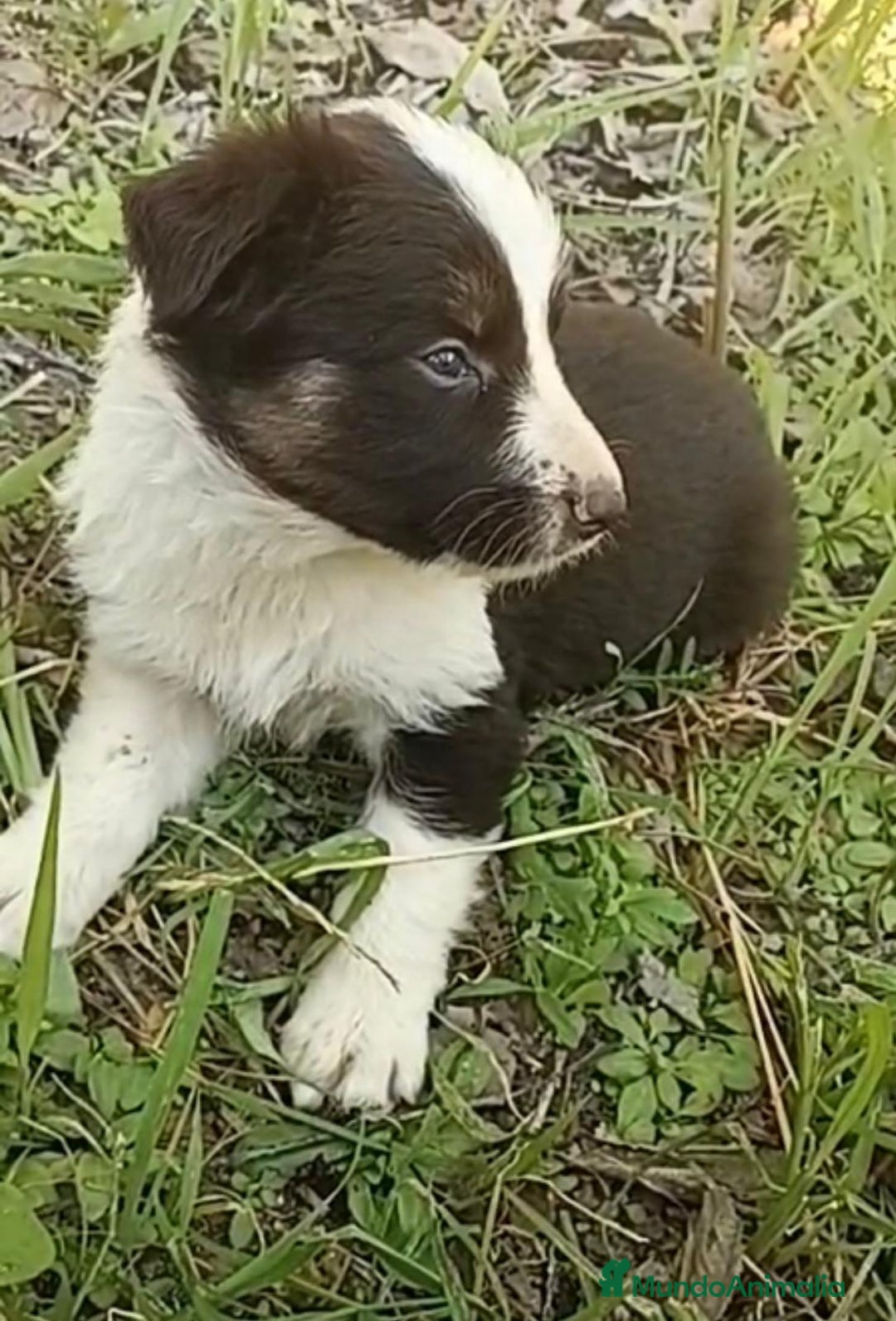 Border Collie perros en venta: Border collie chocolate hembra - Imagen 12
