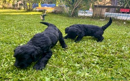Goldendoodle perros en venta: Cachorros Goldendoodle hipoalergénicos - Imagen 19