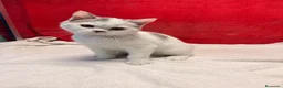 Británico de Pelo Corto gatos en venta: Kiko Gatito arlequín azul monismo!!  - Anuncio 12