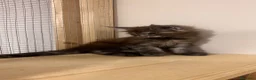 Maine Coon gatos en venta: Macho Maine Coon Black Smoke  - Anuncio 17