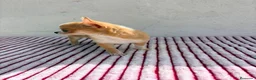 Chihuahua perros en venta: Chihuahua toy hembra - Anuncio 9