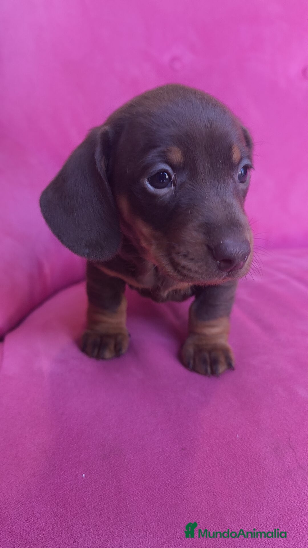 Teckel Miniatura perros en venta: Teckel Kanichen chocolate macho y hembra  - Anuncio 18