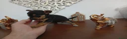 Chihuahua perros en venta: Chihuhuas machos y hembra  - Anuncio 5