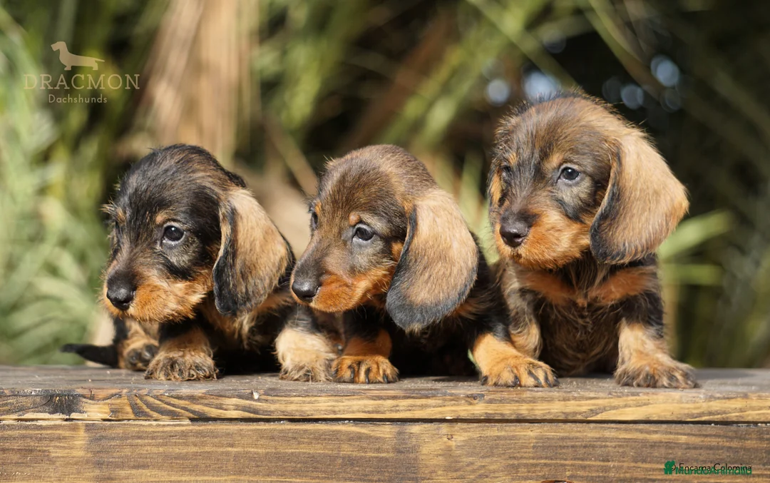 Imagen de galería {{count}}