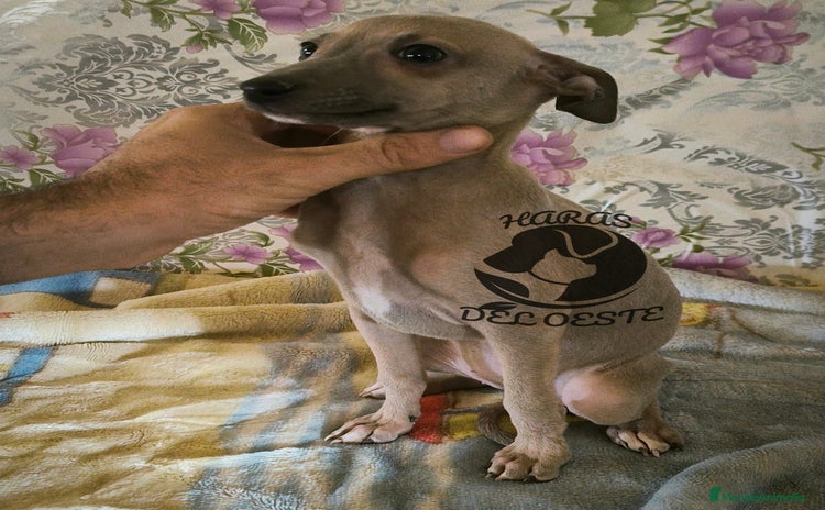 Pequeño Lebrel Italiano perros - Anuncio 2