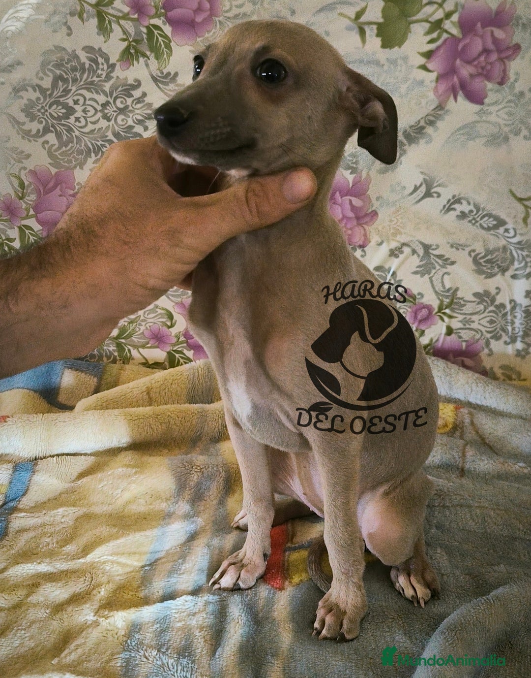 Pequeño Lebrel Italiano perros en venta: Lebrel italiano, piccolo - Anuncio 2