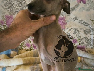 Pequeño Lebrel Italiano perros - Anuncio 4