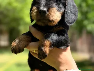 Teckel Miniatura perros TECKEL PELO DURO NEGRA FUEGO HEMBRA - Anuncio 4