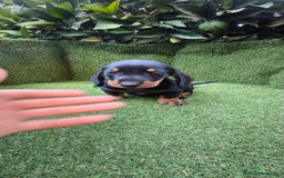 Teckel Miniatura perros en venta: teckel canichen  negro fuego  - Imagen 4