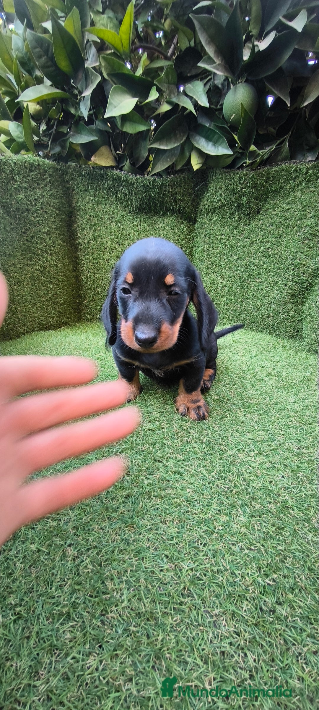 Teckel Miniatura perros en venta: teckel canichen  negro fuego  - Imagen 4