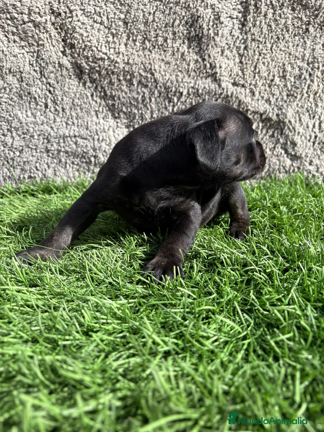 Staffordshire Bull Terrier perros en venta: Cachorro macho de Staffordshire Bull Terrier - Anuncio 15