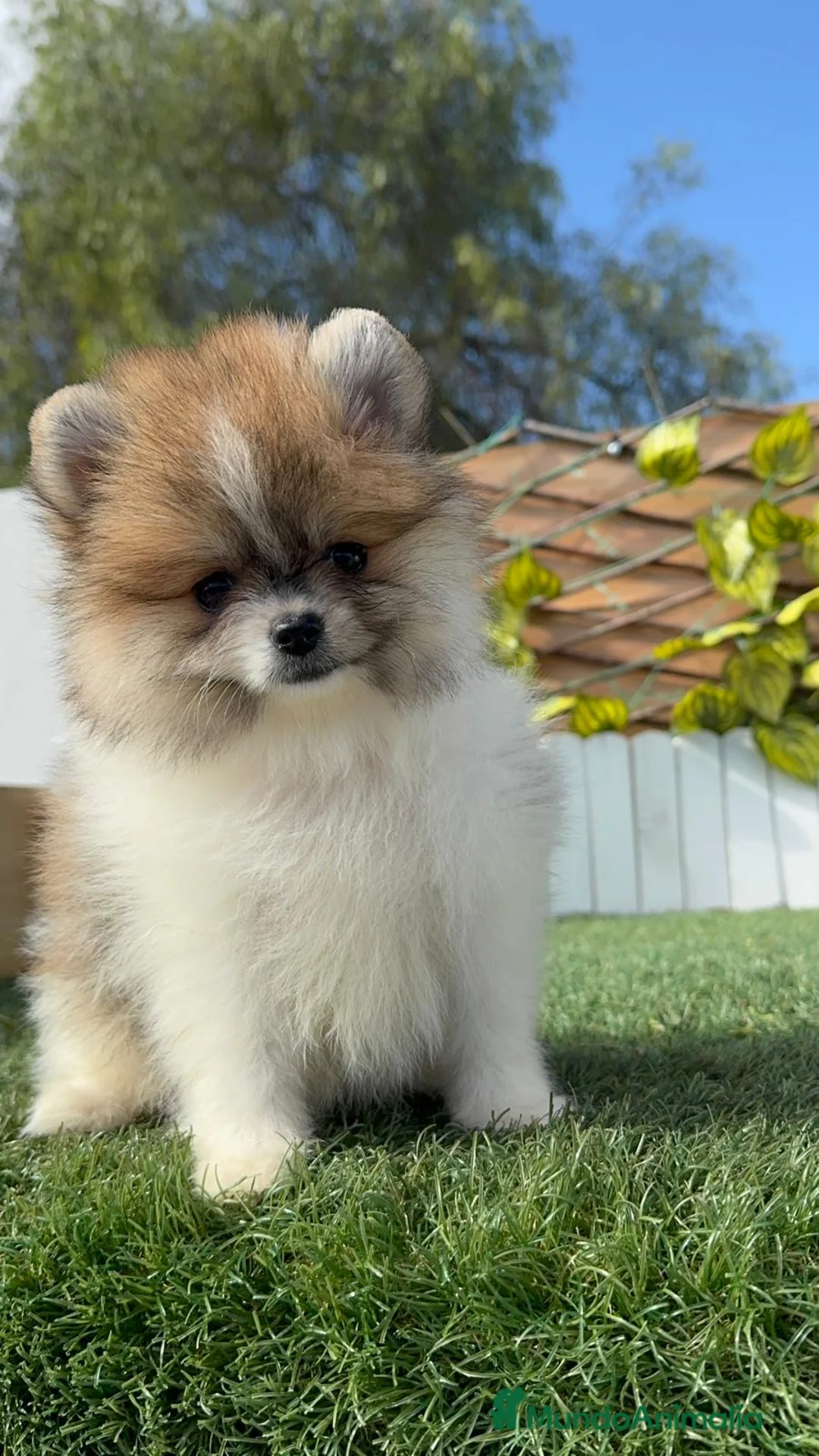 Pomerania perros en venta: POMERANIA HEMBRA - Anuncio 3