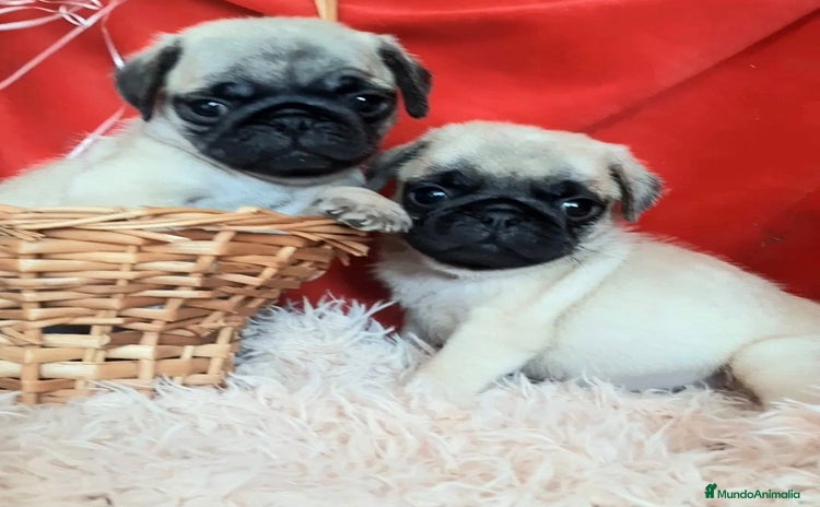 Carlino - Pug perros - Propaganda 2