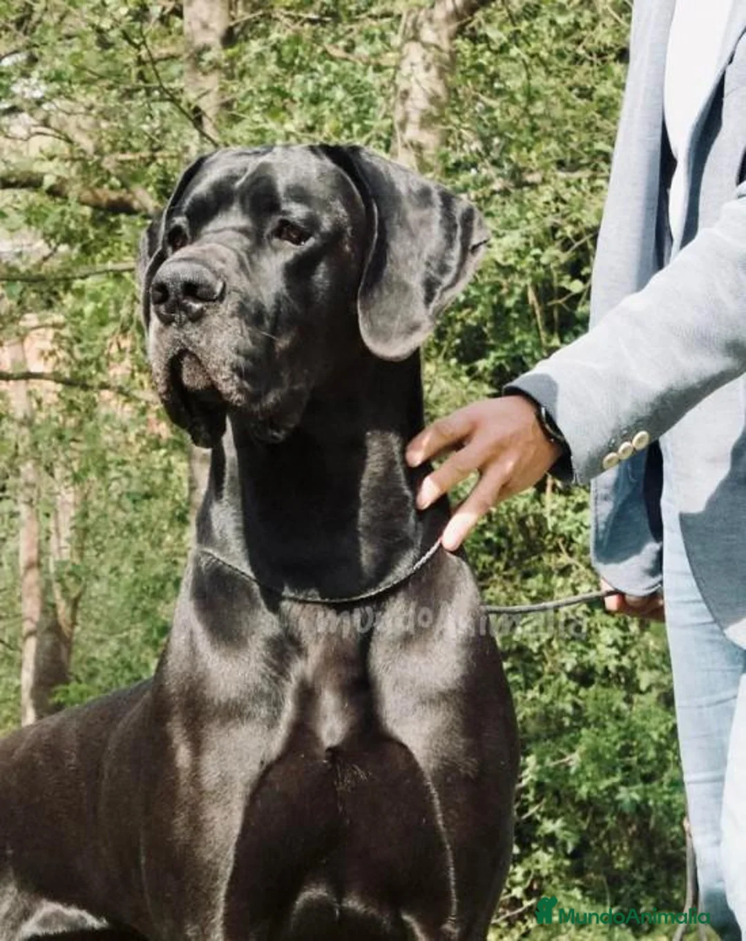 Imagen de galería {{count}}