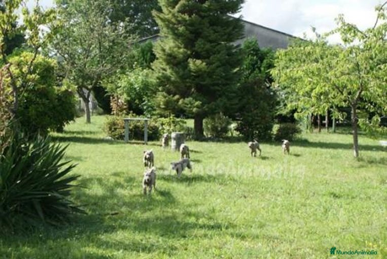 Imagen de galería {{count}}