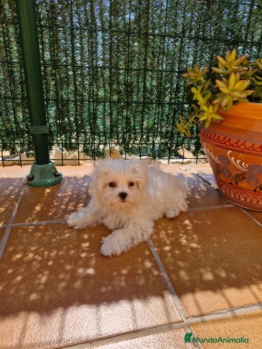 Bichón Maltés perros en venta: Bichón Maltés  en Barcelona - Anuncio 3
