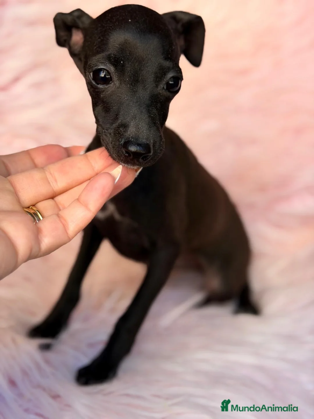 Pequeño Lebrel Italiano perros en venta: ÚLTIMA HEMBRA DE PICCOLO NEGRA - Anuncio 2
