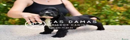Cocker Spaniel Inglés perros en venta: Cocker spaniel inglés disponibles.  - Anuncio 3
