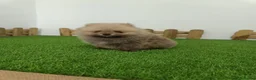 Pomerania perros en venta: Pomerania  - Anuncio 3