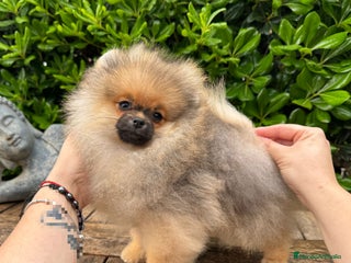 Pomerania perros en Málaga - Anuncio 21