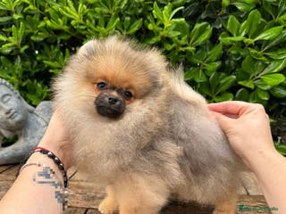 Pomerania perros pomerania para show y cria en Málaga - Anuncio 4