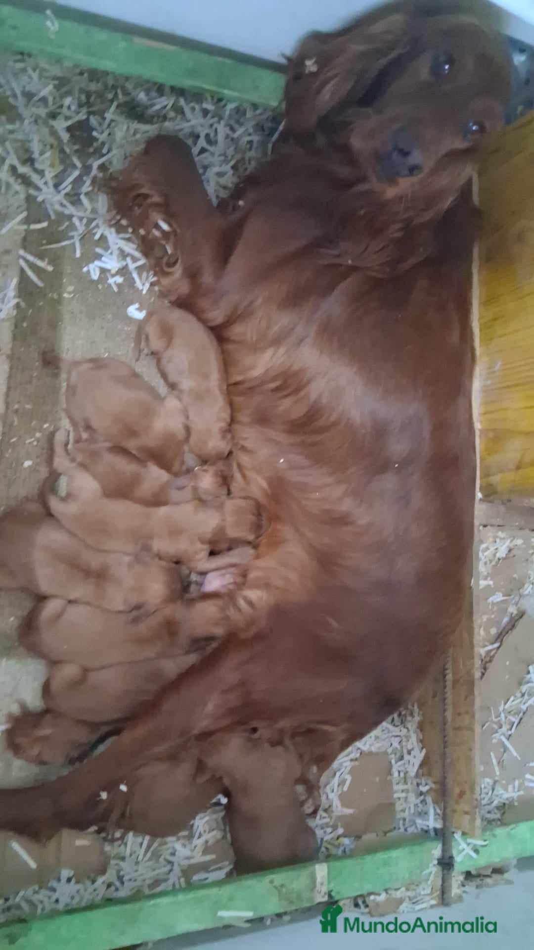 Setter Irlandés Rojo perros en venta: Sette irlandés  - Anuncio 2