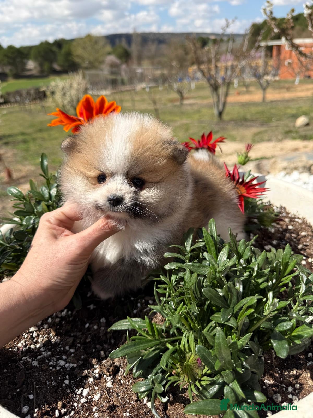 Pomerania perros Pomerania tricolor Toy Macho disponible  - Anuncio 1