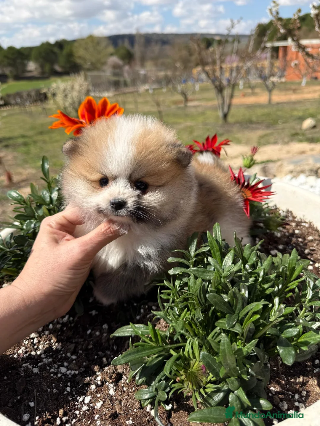 Pomerania perros en venta: Pomerania tricolor Toy Macho disponible  - Anuncio 1