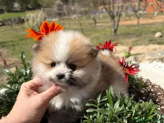 Pomerania perros Pomerania tricolor Toy Macho disponible - Anuncio 1