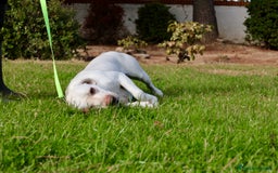 Labrador Retriever perros en venta: Labrador macho amarillo claro - Anuncio 4