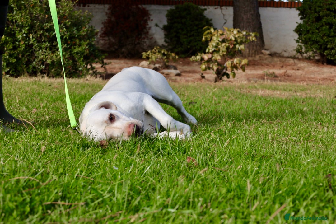 Labrador Retriever perros en venta: Labrador macho amarillo claro - Anuncio 4
