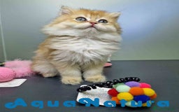 Británico de Pelo Largo gatos en venta: British Longhair Hembra 4516 AQUANATURA - Imagen 7