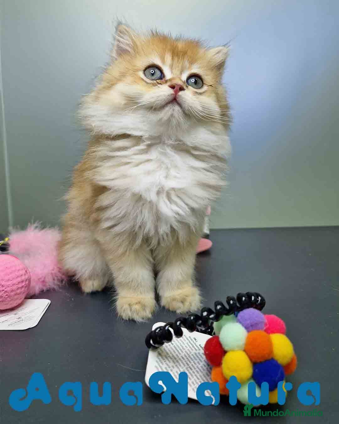 Británico de Pelo Largo gatos en venta: British Longhair Hembra 4516 AQUANATURA - Imagen 7