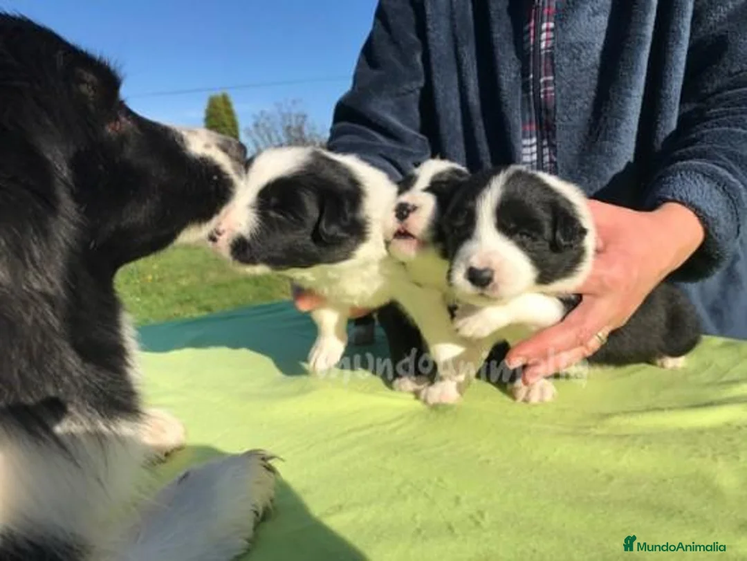 Imagen de galería {{count}}