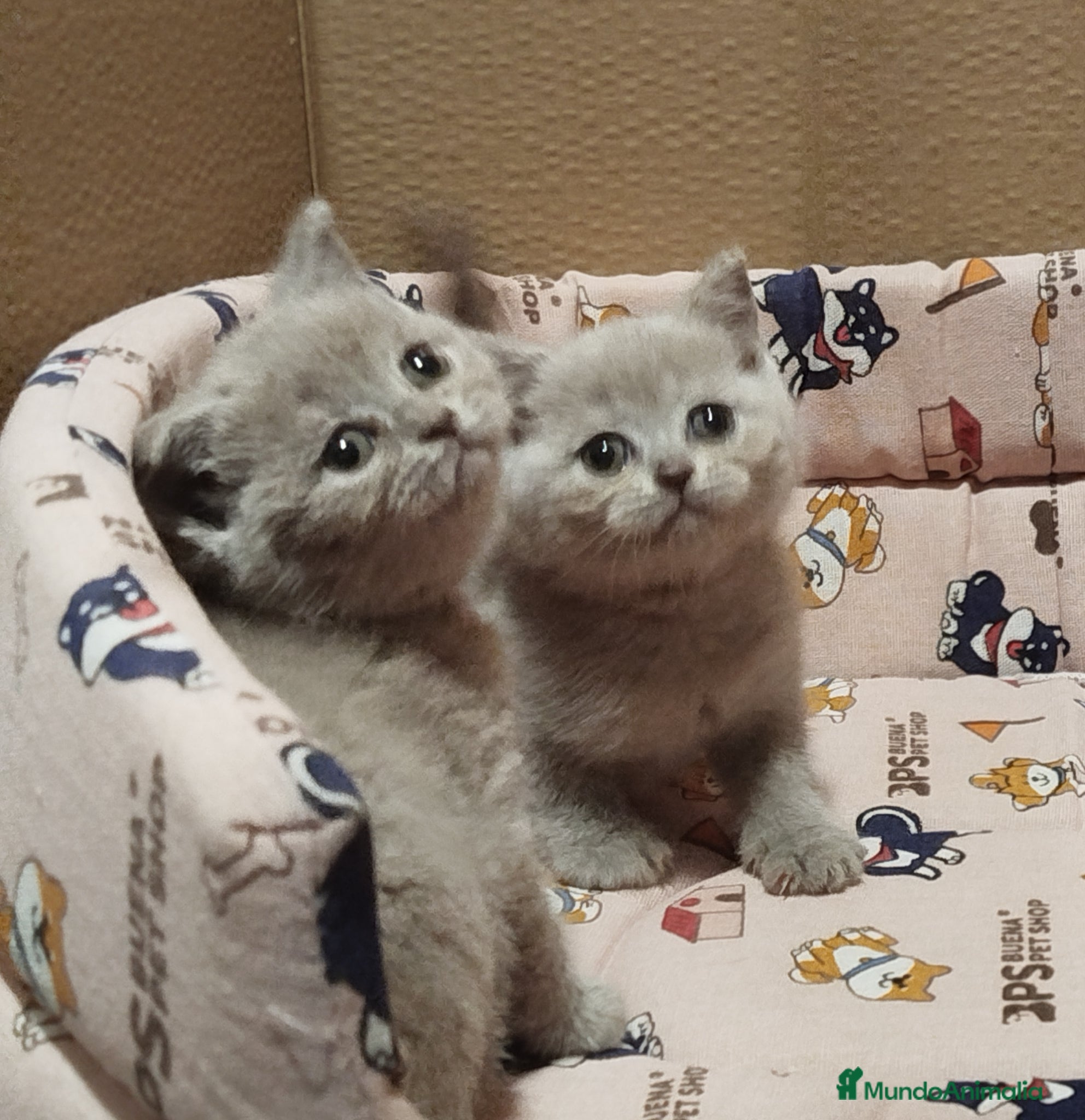 Británico de Pelo Corto gatos British Shorthair  - Anuncio 2